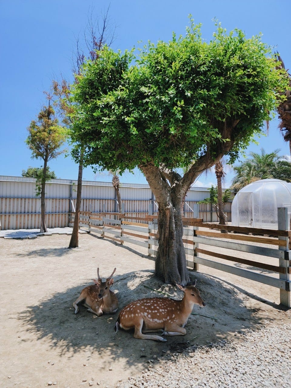 癈物媽媽育兒農場 (49).jpg 癈物媽媽育兒農場 (49).jpg