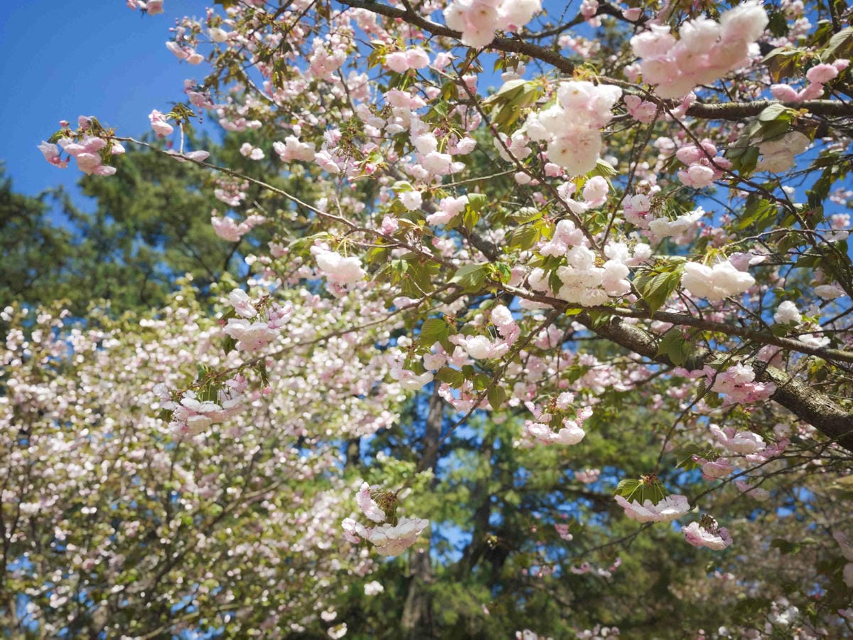 IMG_20250408_144957_副本.jpg IMG_20250408_144957_副本.jpg