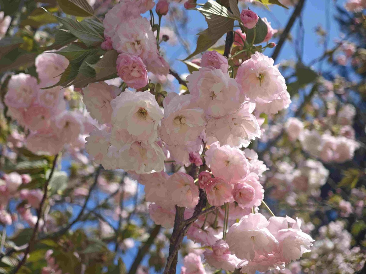 IMG_20250408_154615_副本.jpg IMG_20250408_154615_副本.jpg