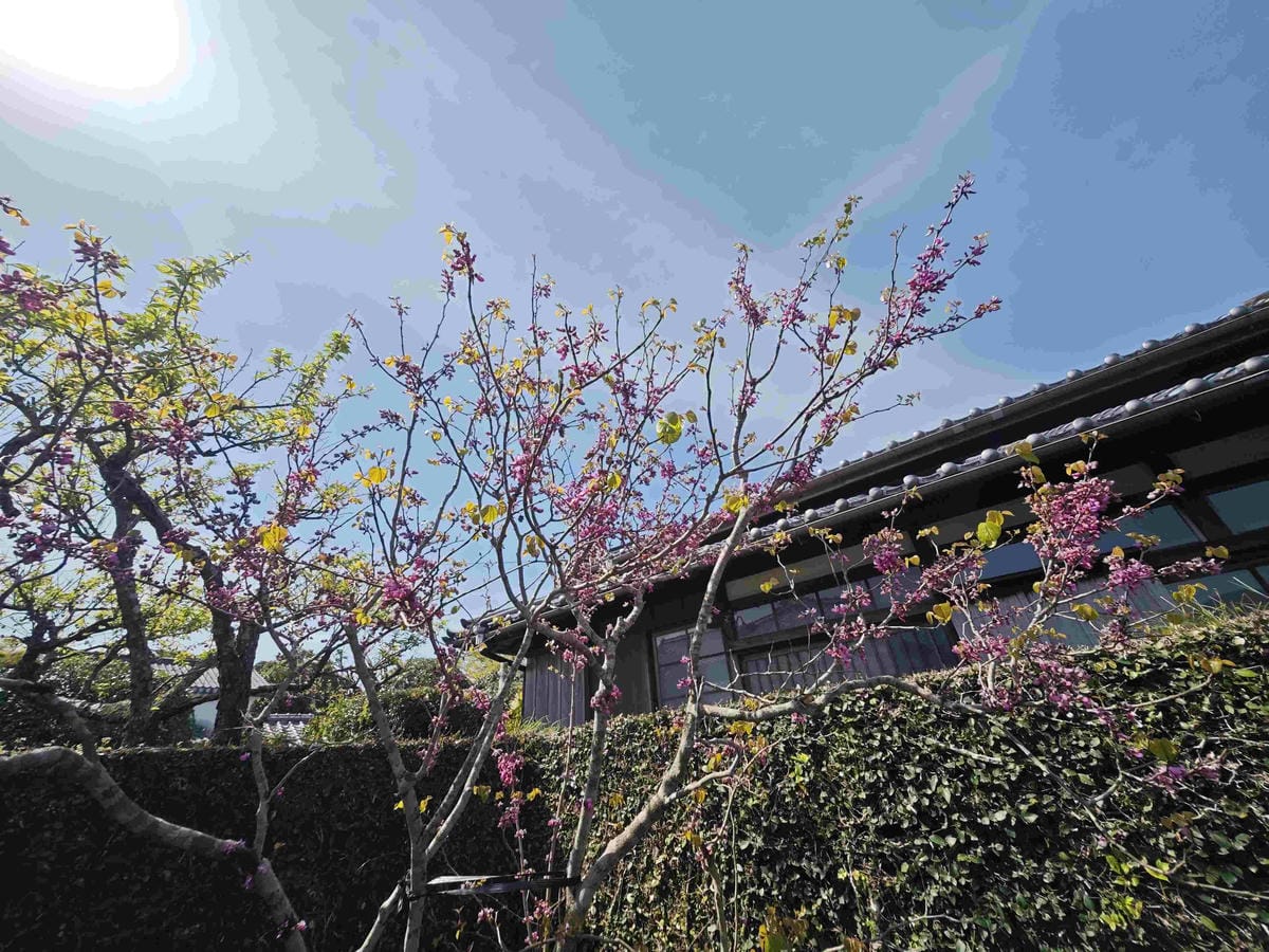 IMG_20250408_091407_副本.jpg IMG_20250408_091407_副本.jpg