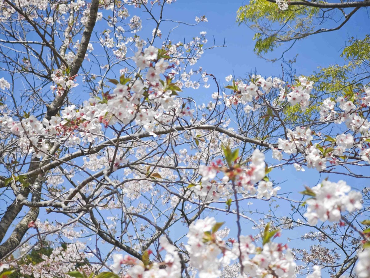 IMG_20250408_112942_副本.jpg IMG_20250408_112942_副本.jpg