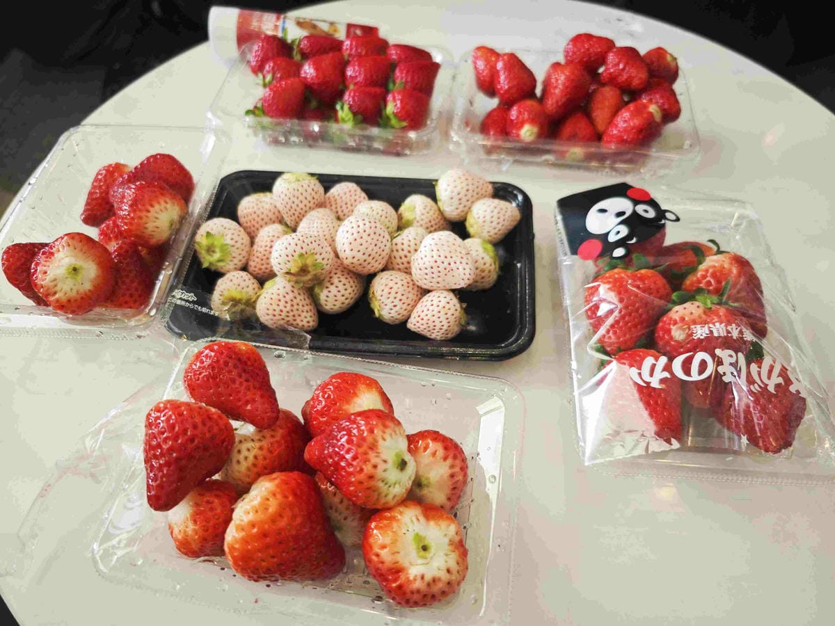 麗星郵輪岸上熊本 (72).jpg 麗星郵輪岸上熊本 (72).jpg