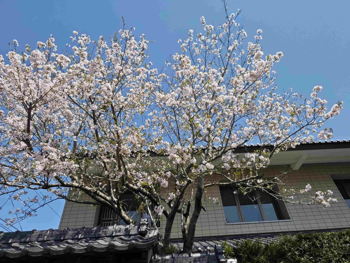 IMG_20250408_092230_副本.jpg IMG_20250408_092230_副本.jpg