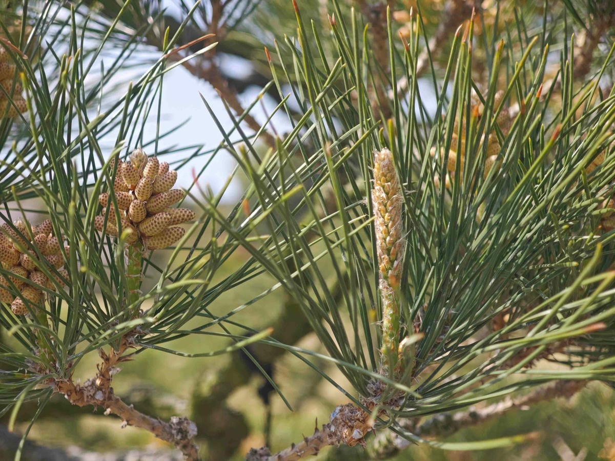 麗星郵輪岸上熊本 (30).jpg 麗星郵輪岸上熊本 (30).jpg