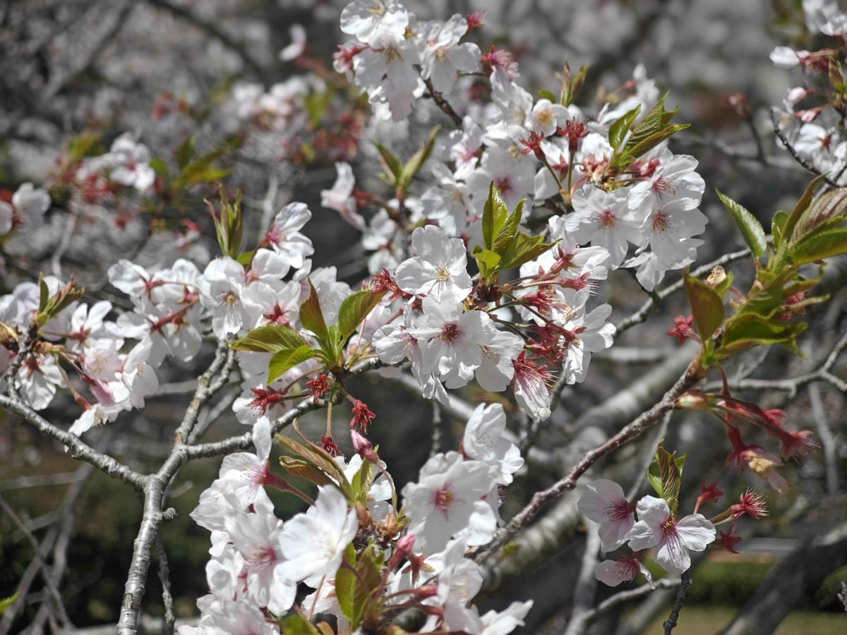 IMG_20250408_112940_副本.jpg IMG_20250408_112940_副本.jpg