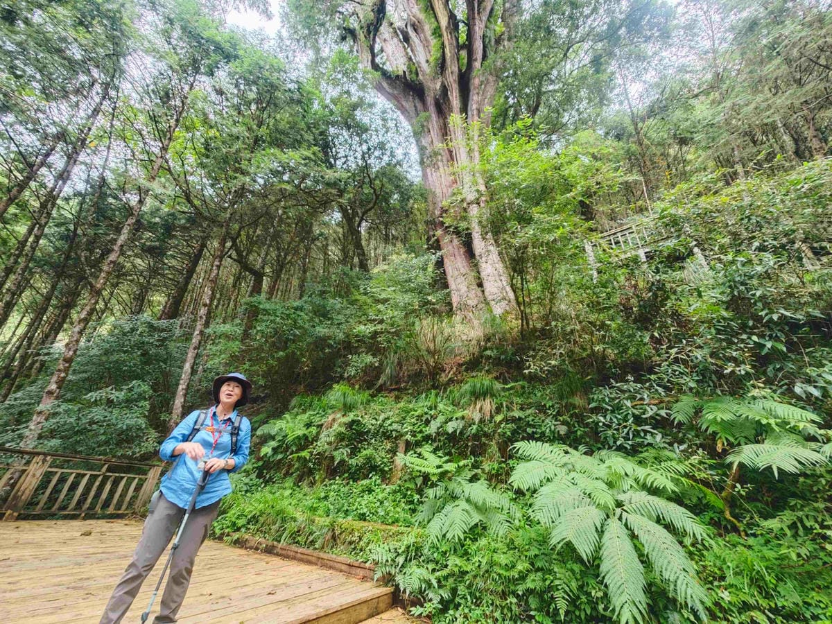 檜木的故鄉~棲蘭馬告神木園區 (50).jpg 檜木的故鄉~棲蘭馬告神木園區 (50).jpg