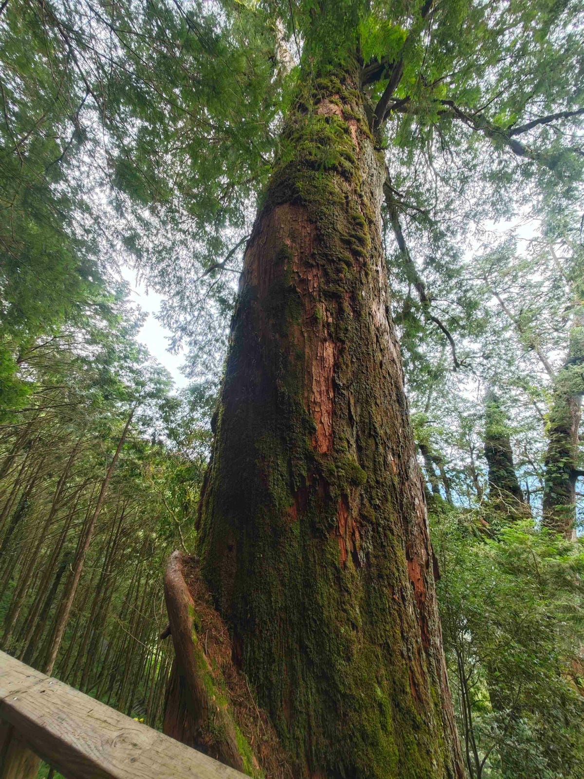 檜木的故鄉~棲蘭馬告神木園區 (63).jpg 檜木的故鄉~棲蘭馬告神木園區 (63).jpg