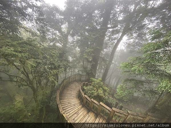 檜木的故鄉~棲蘭馬告神木園區 (16).jpg 檜木的故鄉~棲蘭馬告神木園區 (16).jpg