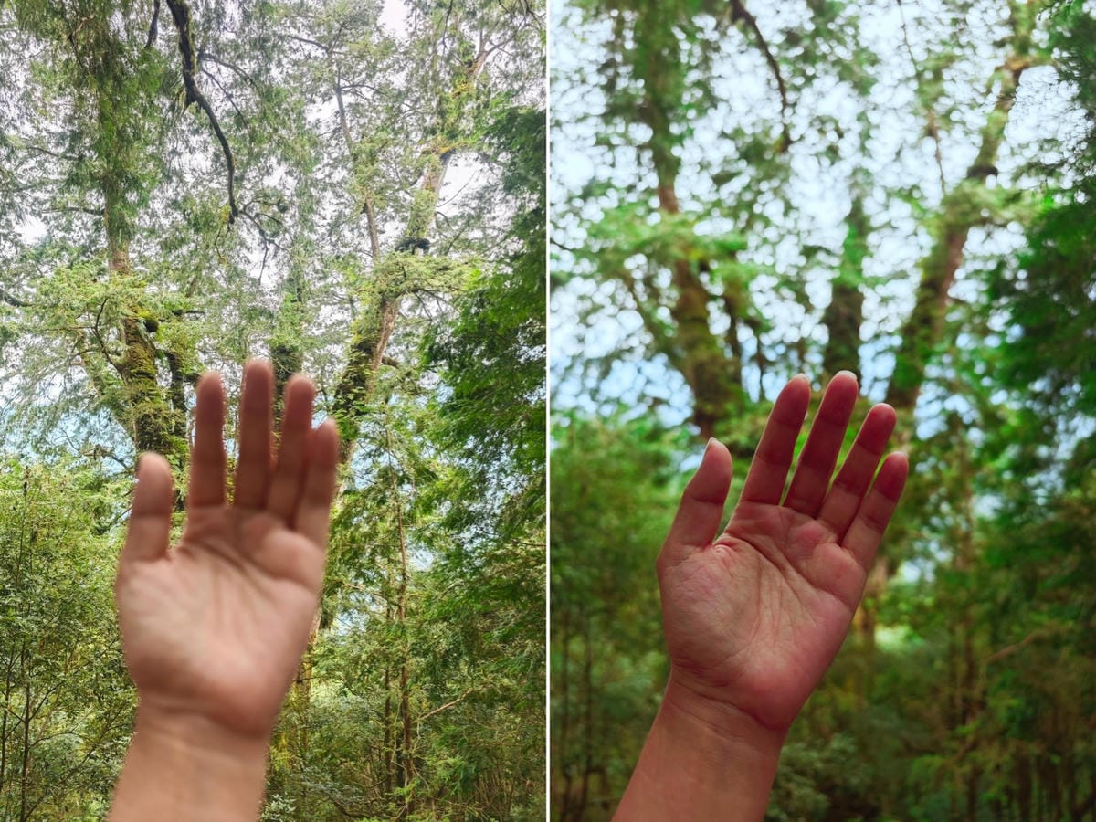 檜木的故鄉~棲蘭馬告神木園區 (60).jpg 檜木的故鄉~棲蘭馬告神木園區 (60).jpg