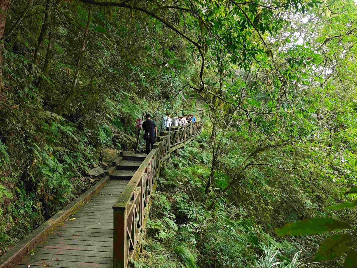 檜木的故鄉~棲蘭馬告神木園區 (40).jpg 檜木的故鄉~棲蘭馬告神木園區 (40).jpg