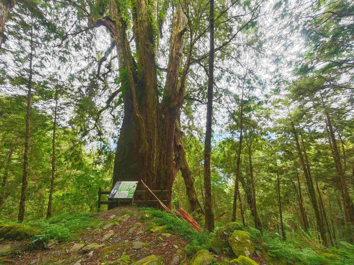 檜木的故鄉~棲蘭馬告神木園區 (46).jpg 檜木的故鄉~棲蘭馬告神木園區 (46).jpg