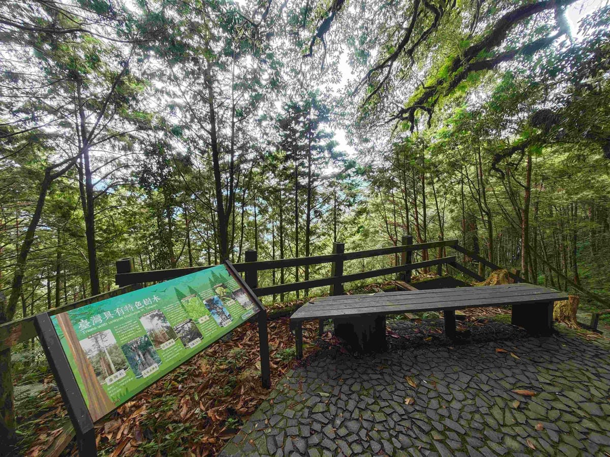 檜木的故鄉~棲蘭馬告神木園區 (41).jpg 檜木的故鄉~棲蘭馬告神木園區 (41).jpg