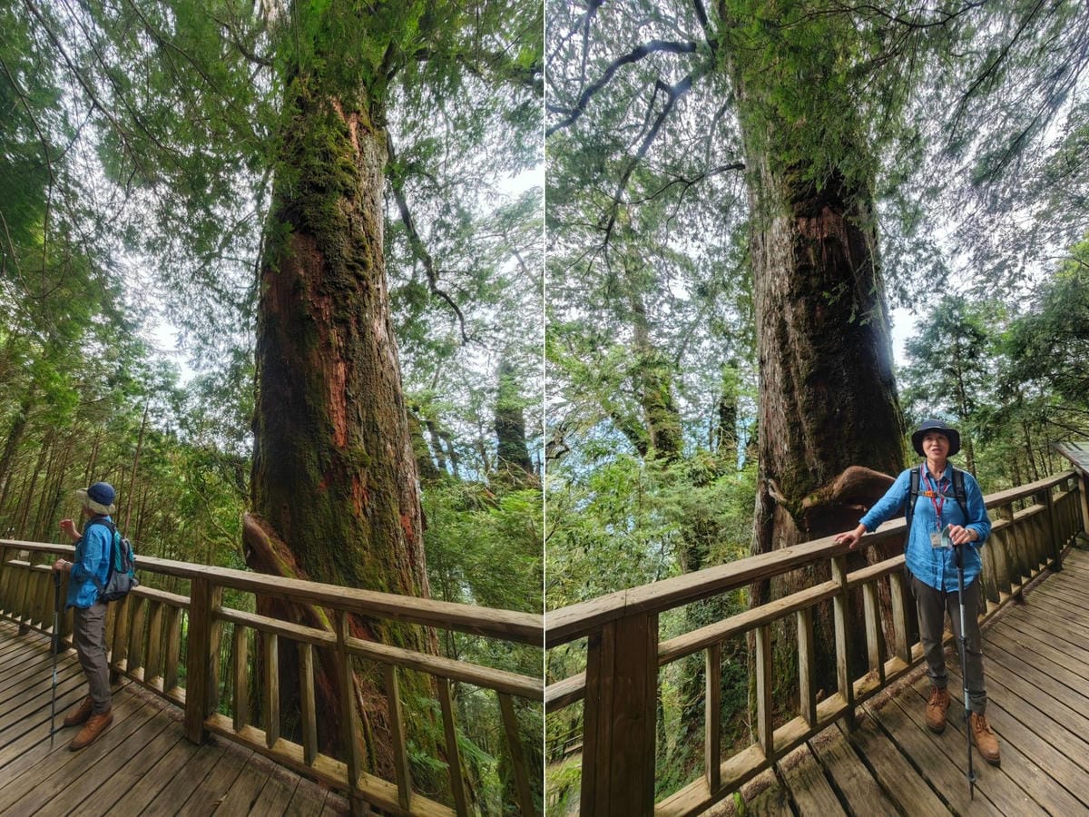 檜木的故鄉~棲蘭馬告神木園區 (61).jpg 檜木的故鄉~棲蘭馬告神木園區 (61).jpg
