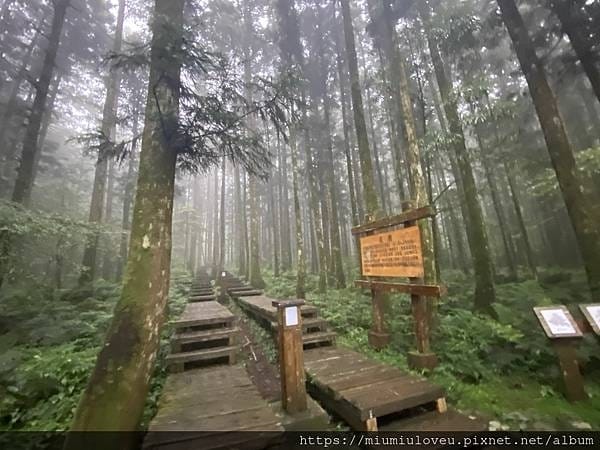 檜木的故鄉~棲蘭馬告神木園區 (12).jpg 檜木的故鄉~棲蘭馬告神木園區 (12).jpg