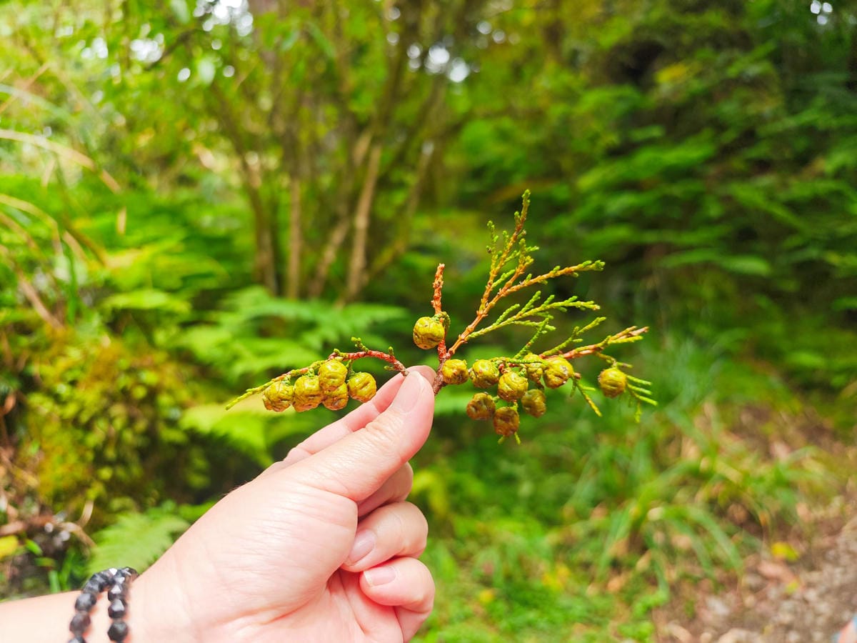 檜木的故鄉~棲蘭馬告神木園區 (34).jpg 檜木的故鄉~棲蘭馬告神木園區 (34).jpg