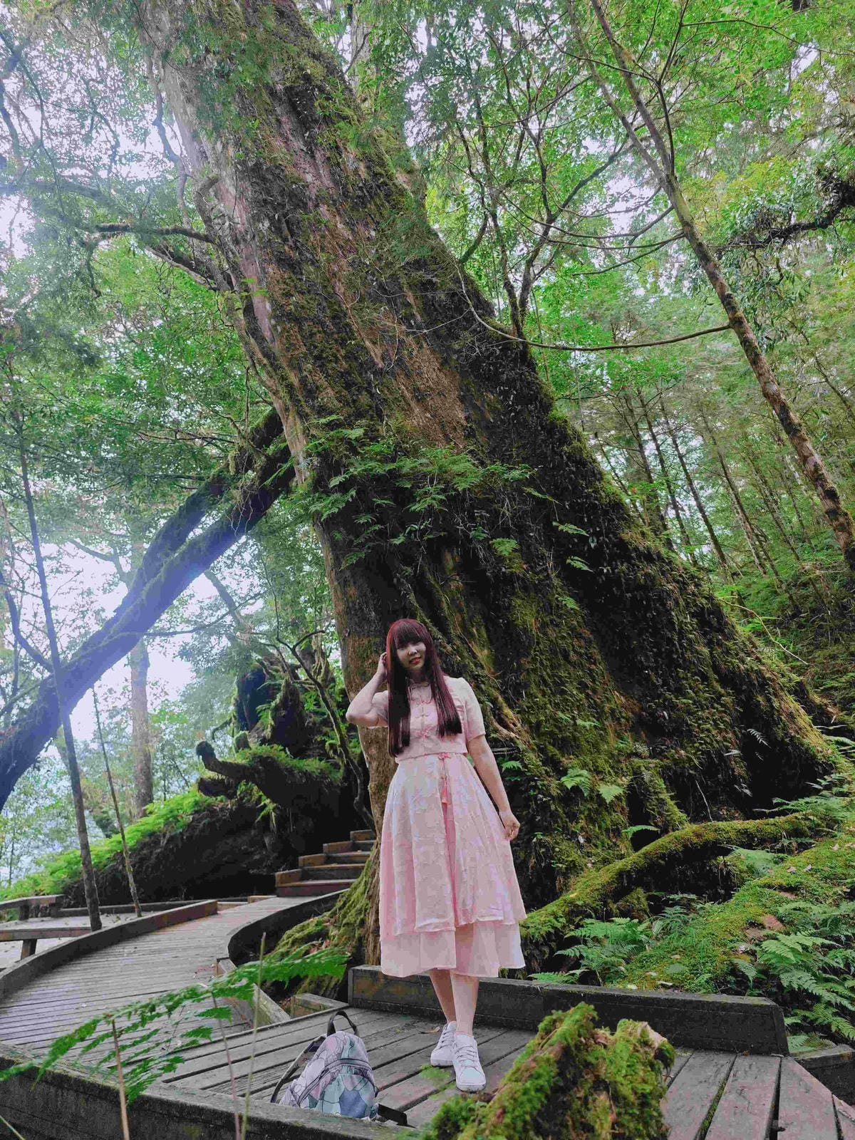 檜木的故鄉~棲蘭馬告神木園區 (8).jpg 檜木的故鄉~棲蘭馬告神木園區 (8).jpg