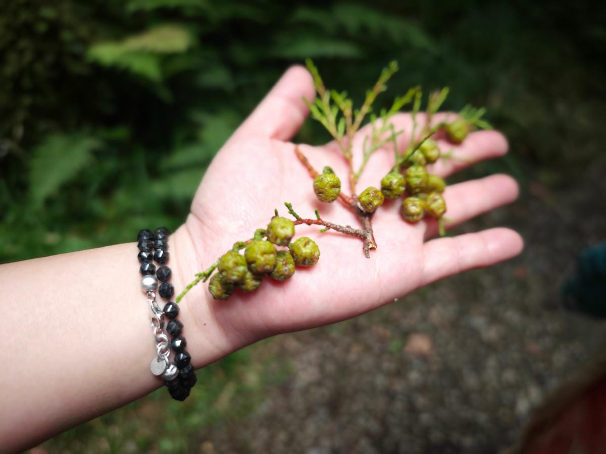 檜木的故鄉~棲蘭馬告神木園區 (33).jpg 檜木的故鄉~棲蘭馬告神木園區 (33).jpg