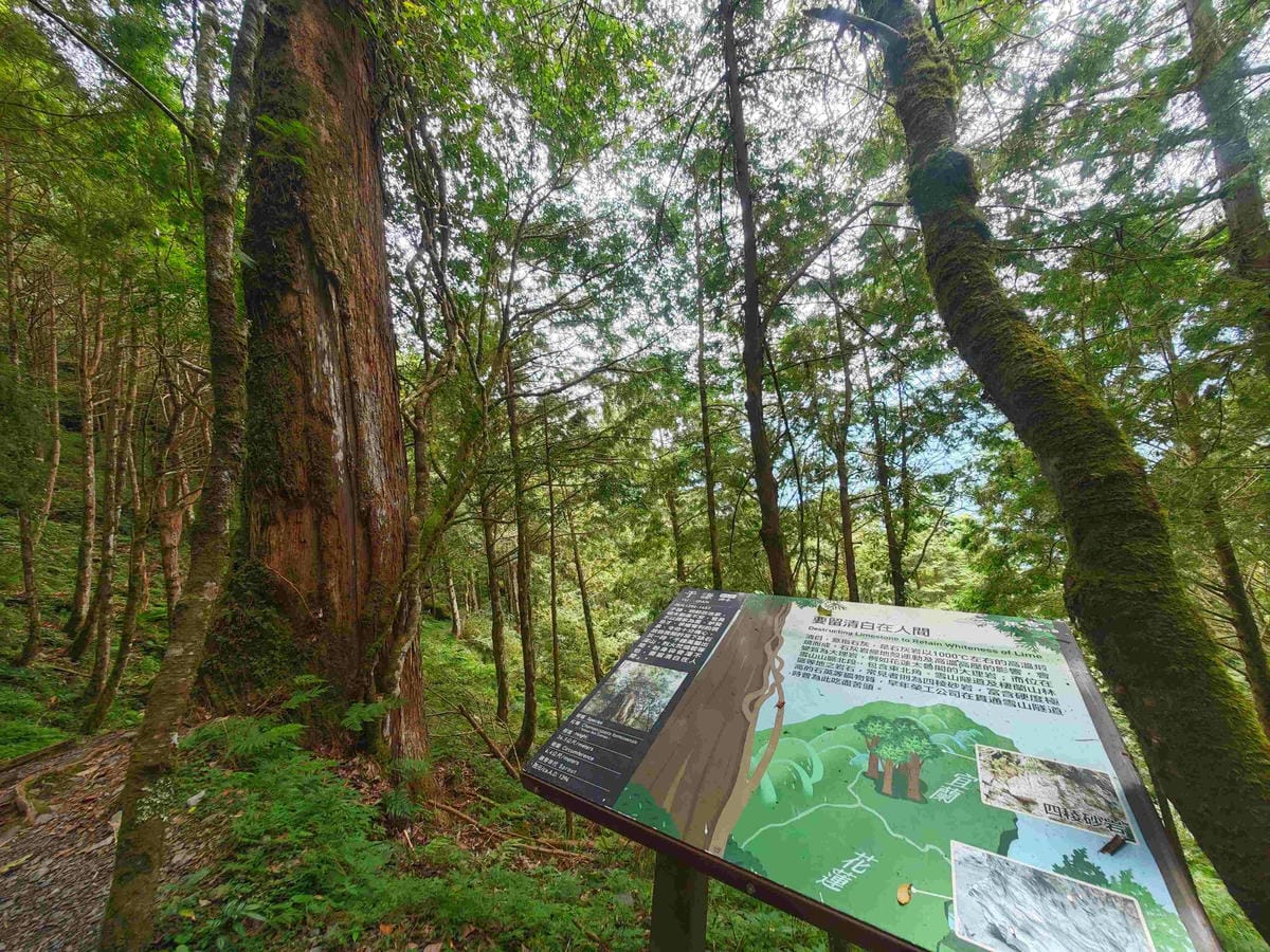 檜木的故鄉~棲蘭馬告神木園區 (44).jpg 檜木的故鄉~棲蘭馬告神木園區 (44).jpg