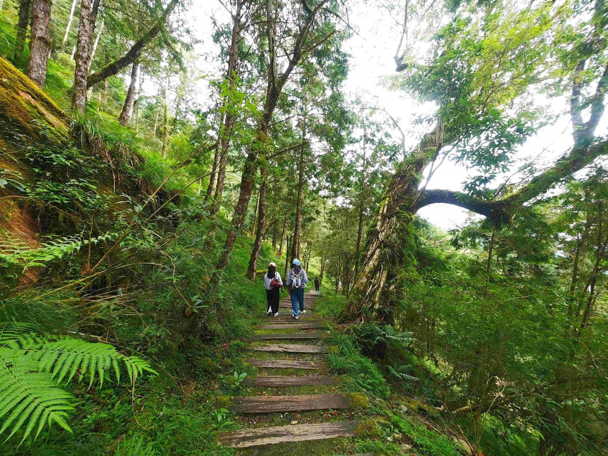 檜木的故鄉~棲蘭馬告神木園區 (27).jpg 檜木的故鄉~棲蘭馬告神木園區 (27).jpg