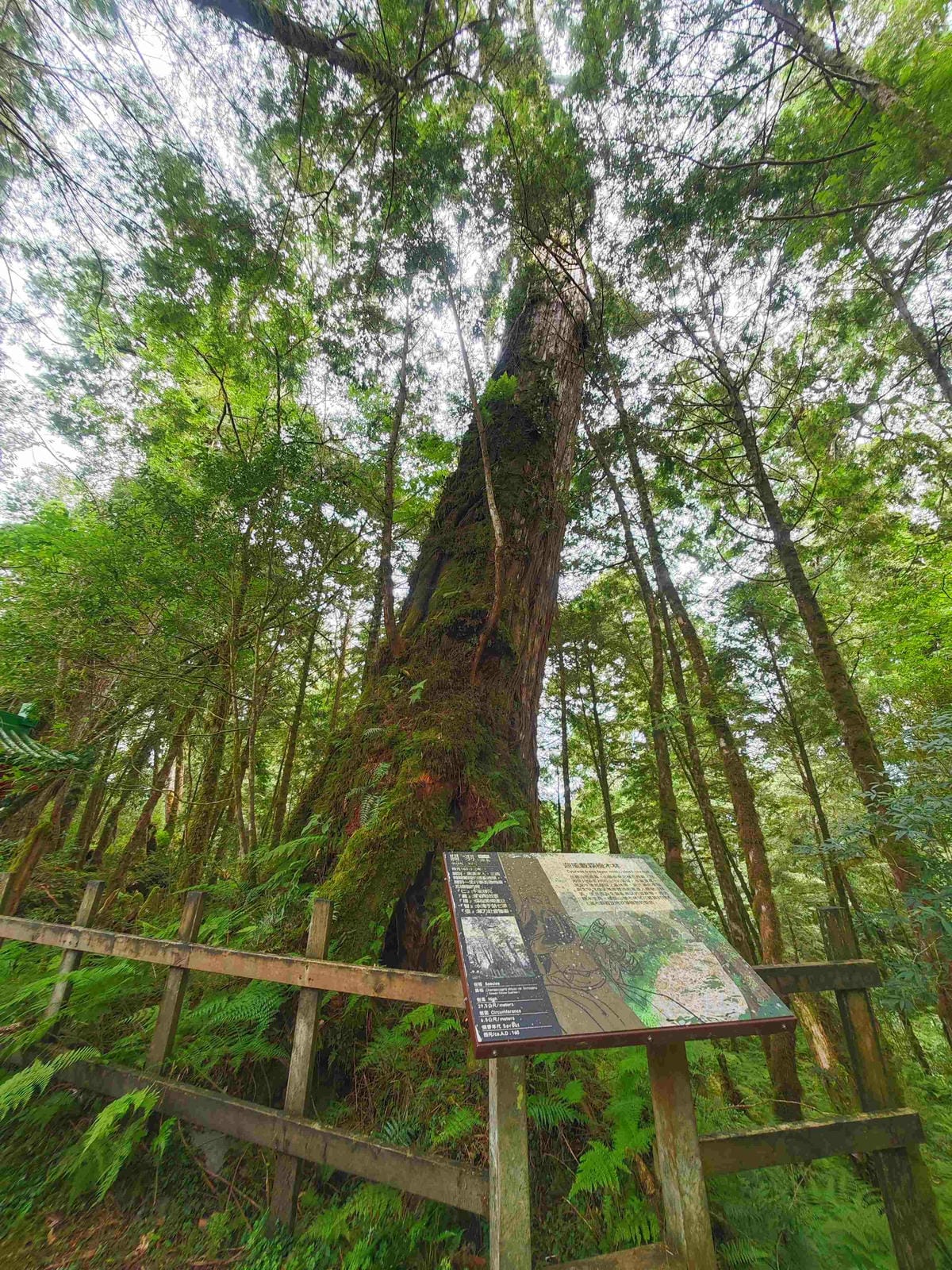 檜木的故鄉~棲蘭馬告神木園區 (30).jpg 檜木的故鄉~棲蘭馬告神木園區 (30).jpg