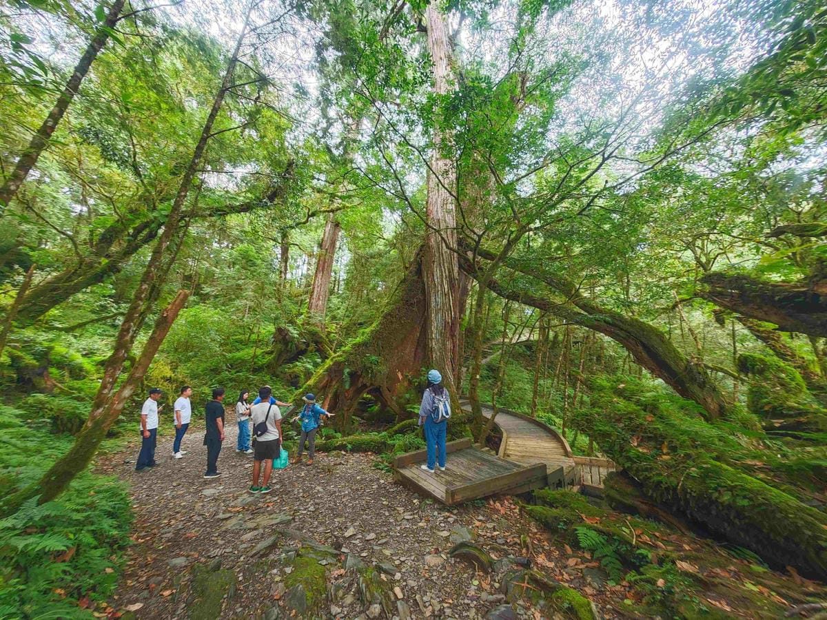 檜木的故鄉~棲蘭馬告神木園區 (37).jpg 檜木的故鄉~棲蘭馬告神木園區 (37).jpg