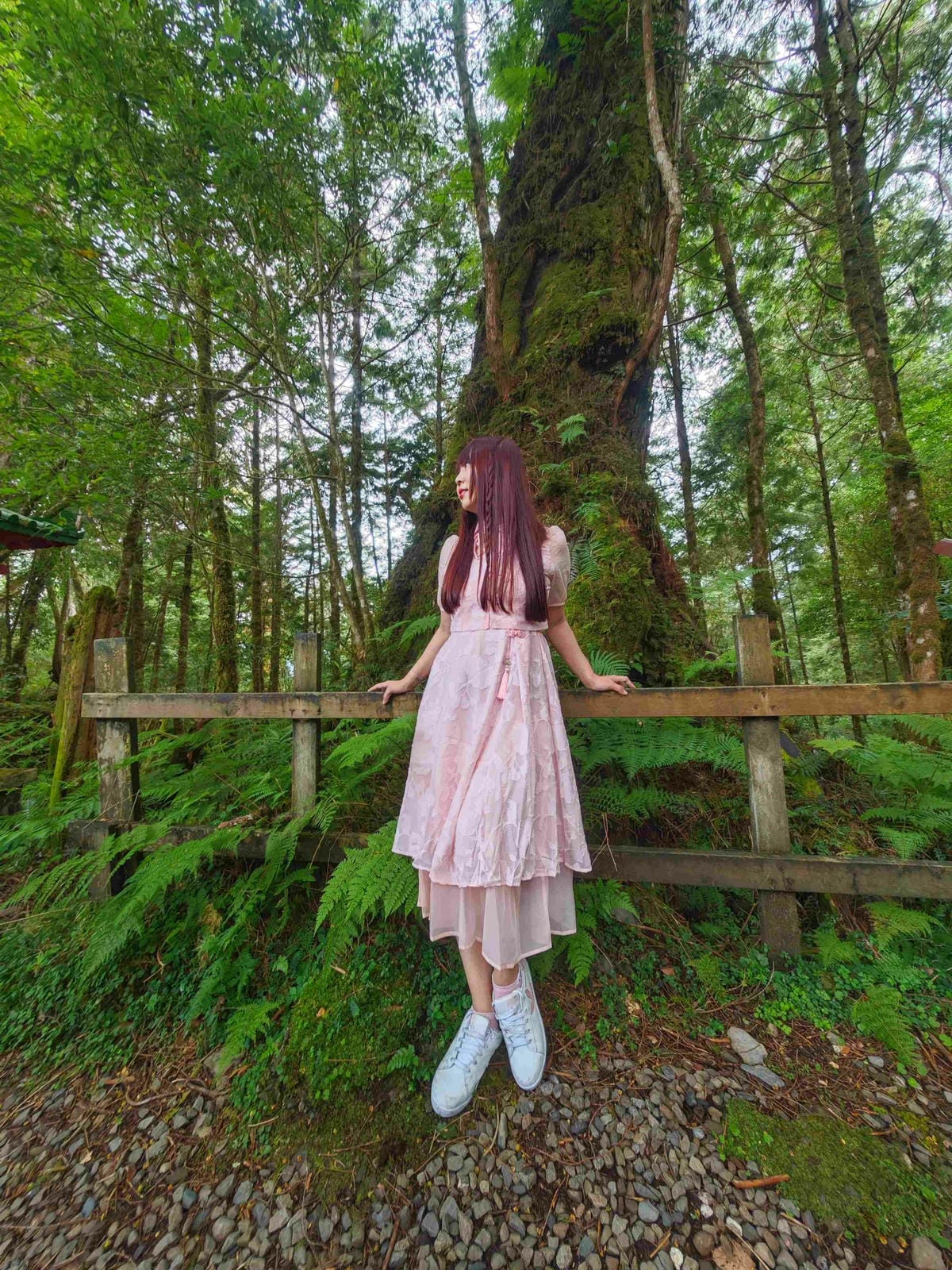 檜木的故鄉~棲蘭馬告神木園區 (31).jpg 檜木的故鄉~棲蘭馬告神木園區 (31).jpg