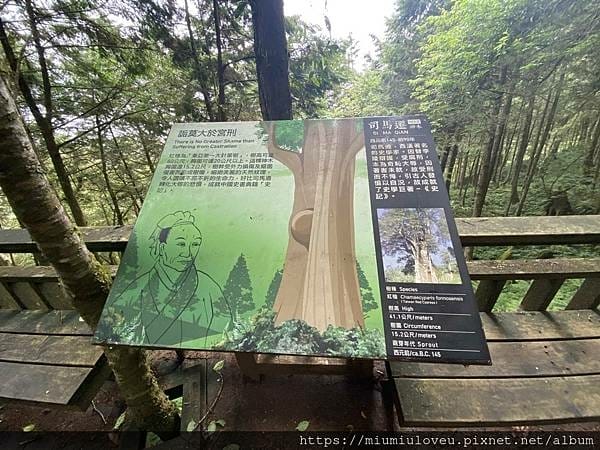 檜木的故鄉~棲蘭馬告神木園區 (17).jpg 檜木的故鄉~棲蘭馬告神木園區 (17).jpg
