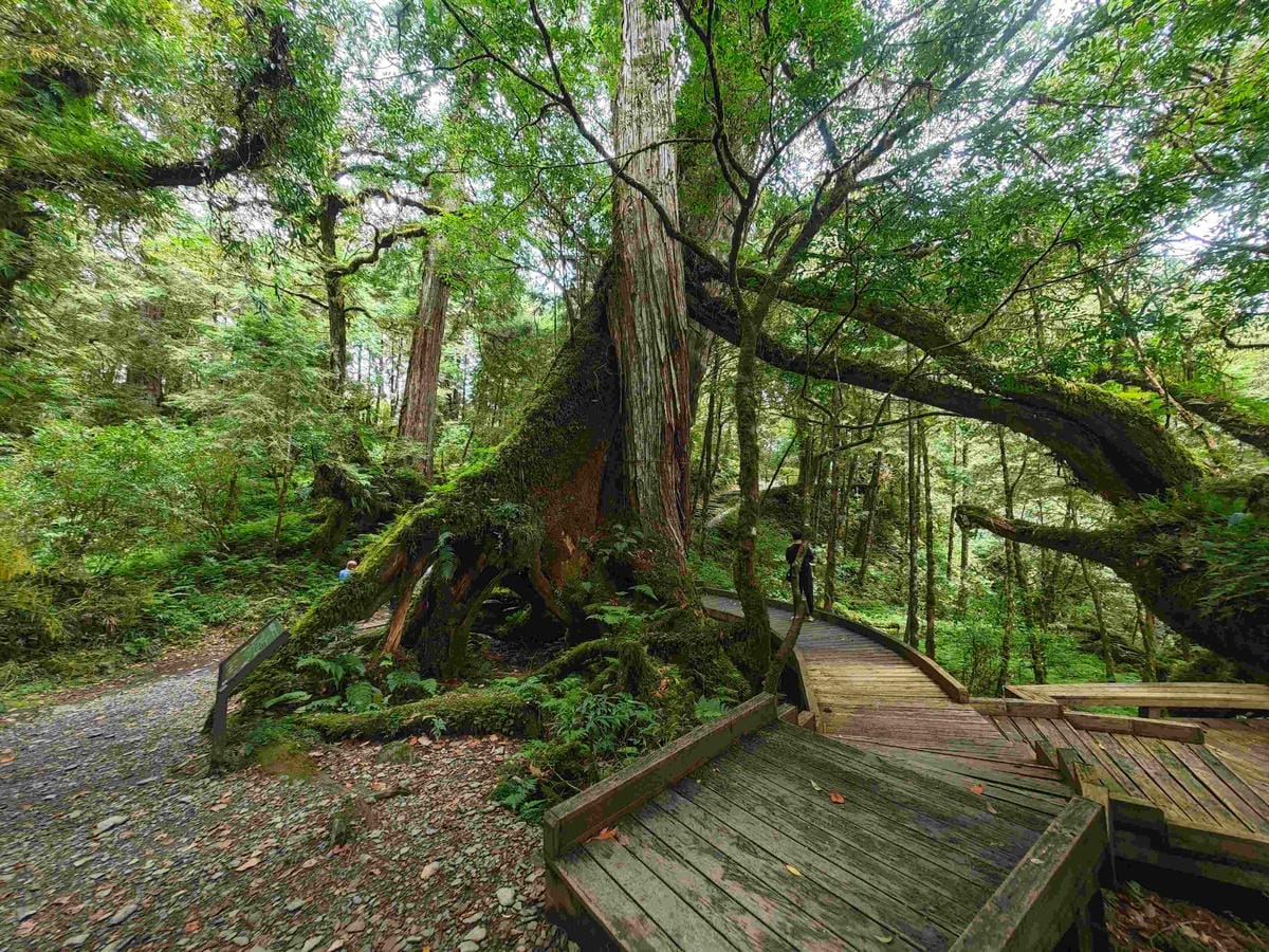檜木的故鄉~棲蘭馬告神木園區 (36).jpg 檜木的故鄉~棲蘭馬告神木園區 (36).jpg