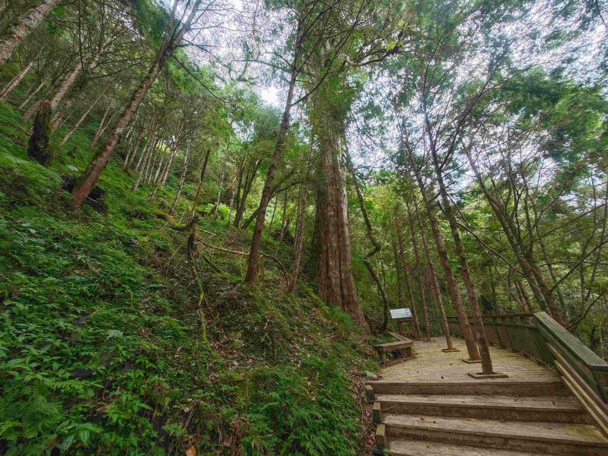檜木的故鄉~棲蘭馬告神木園區 (55).jpg 檜木的故鄉~棲蘭馬告神木園區 (55).jpg