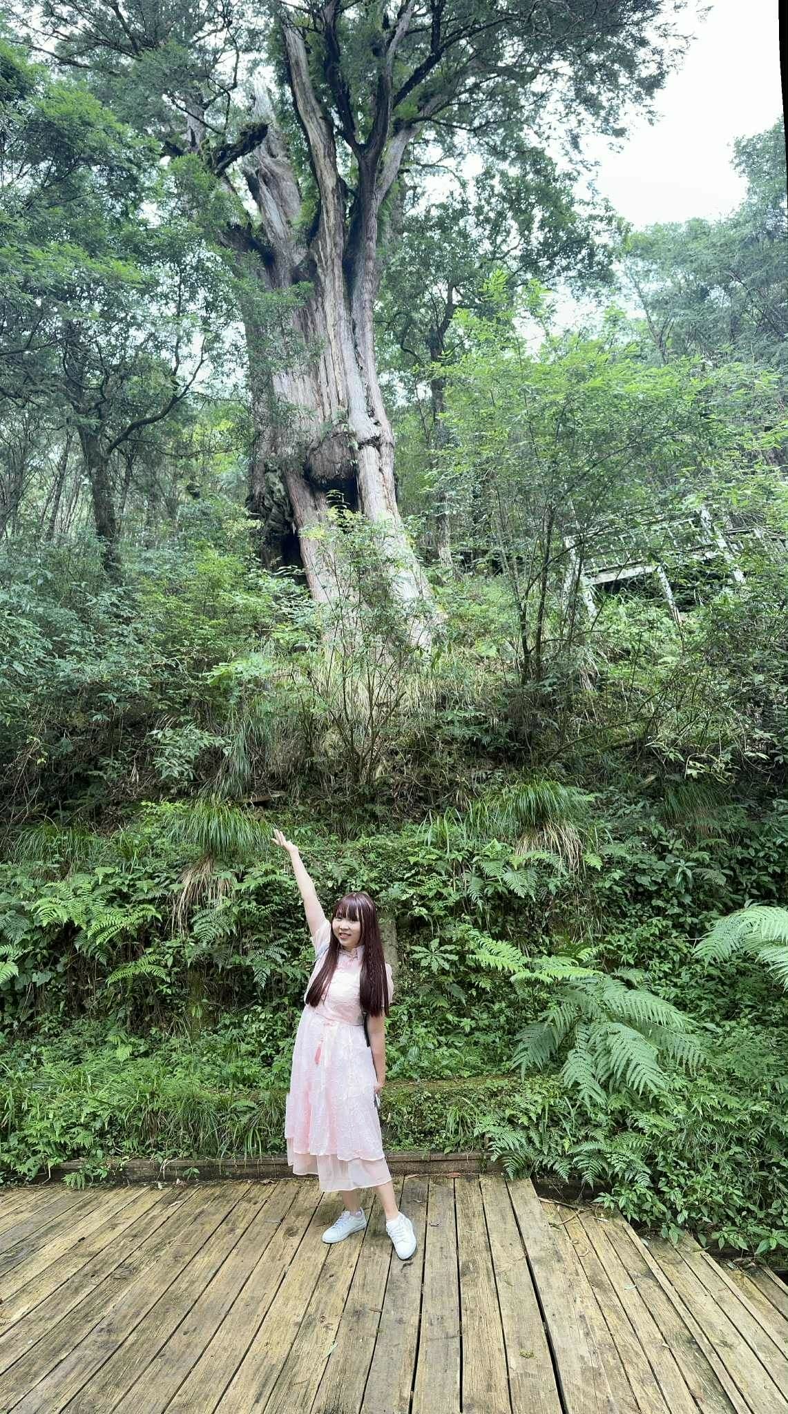 檜木的故鄉~棲蘭馬告神木園區 (15).jpg 檜木的故鄉~棲蘭馬告神木園區 (15).jpg