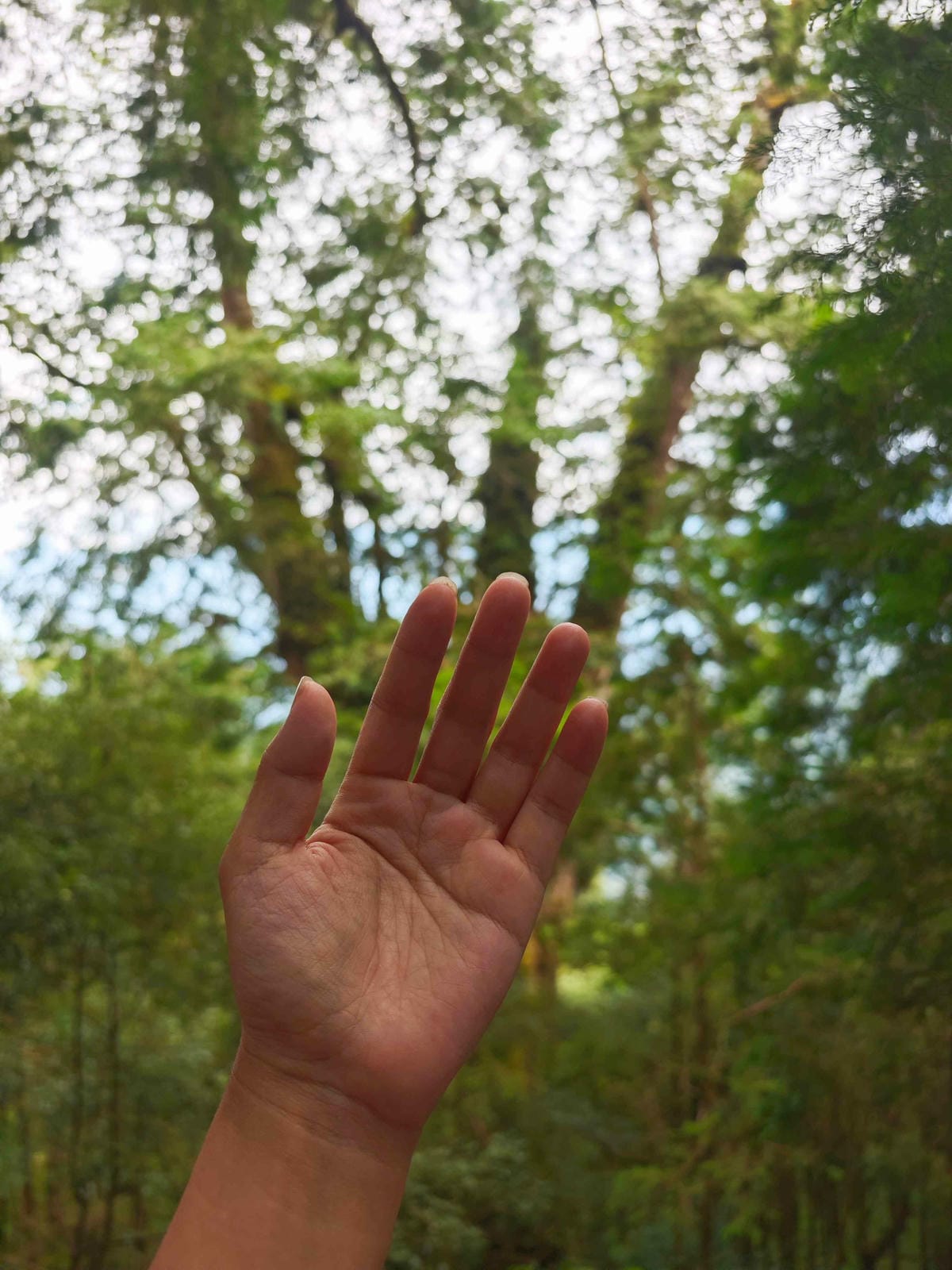 檜木的故鄉~棲蘭馬告神木園區 (58).jpg 檜木的故鄉~棲蘭馬告神木園區 (58).jpg