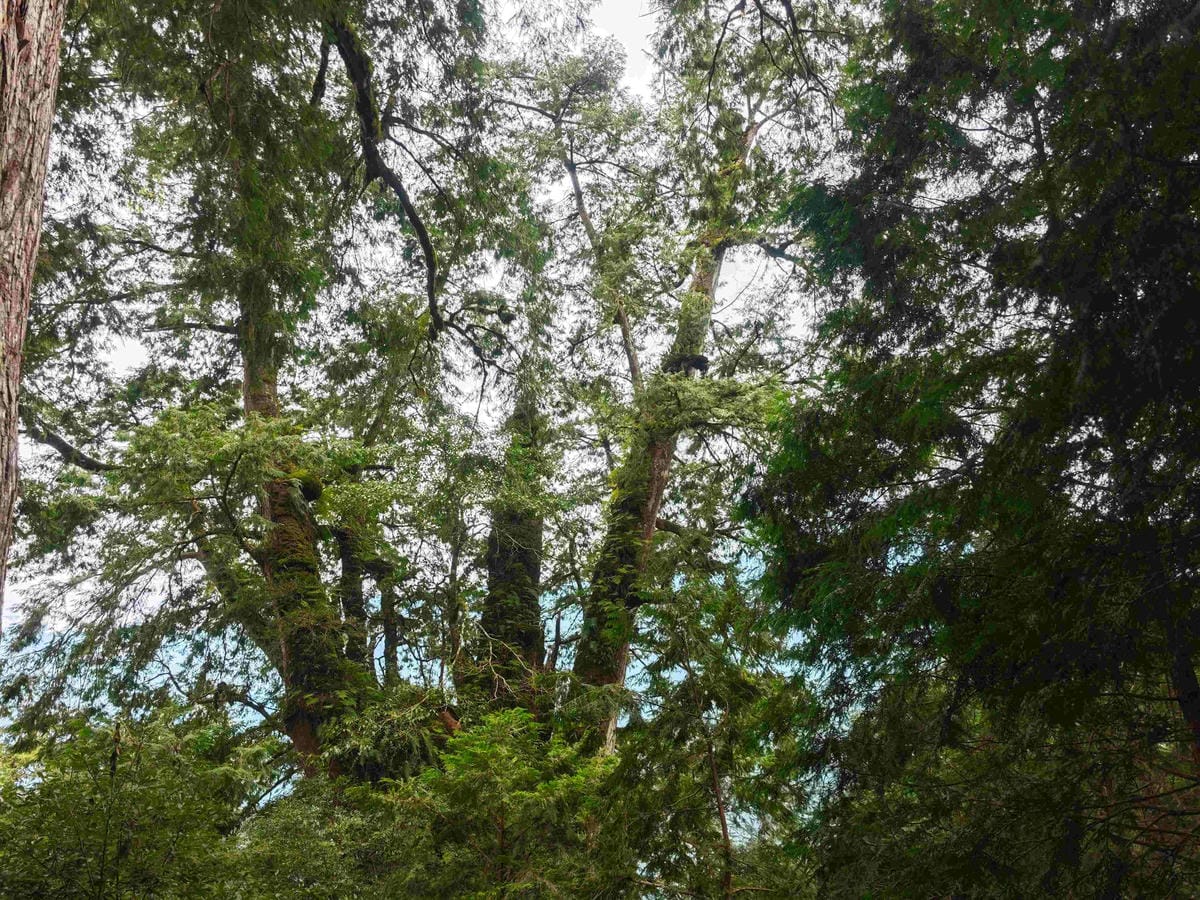 檜木的故鄉~棲蘭馬告神木園區 (59).jpg 檜木的故鄉~棲蘭馬告神木園區 (59).jpg