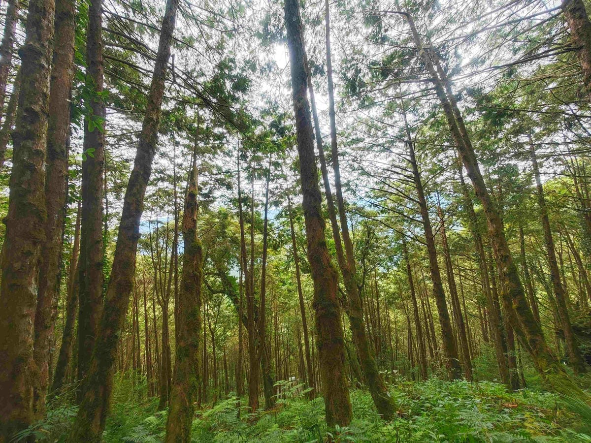 檜木的故鄉~棲蘭馬告神木園區 (70).jpg 檜木的故鄉~棲蘭馬告神木園區 (70).jpg