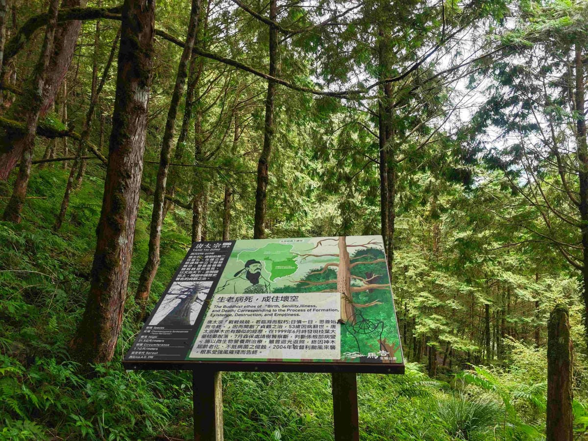 檜木的故鄉~棲蘭馬告神木園區 (45).jpg 檜木的故鄉~棲蘭馬告神木園區 (45).jpg