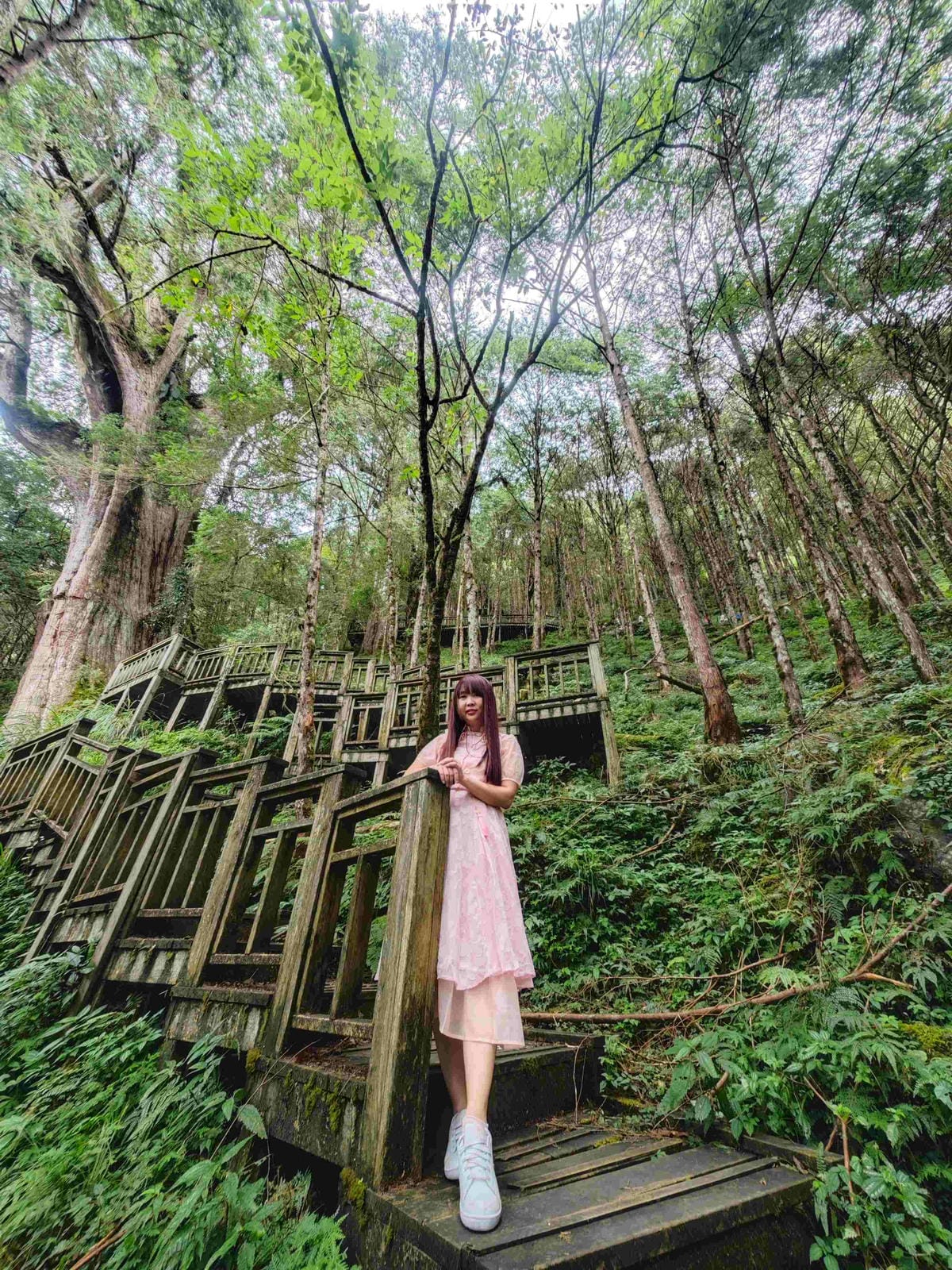 檜木的故鄉~棲蘭馬告神木園區 (48).jpg 檜木的故鄉~棲蘭馬告神木園區 (48).jpg