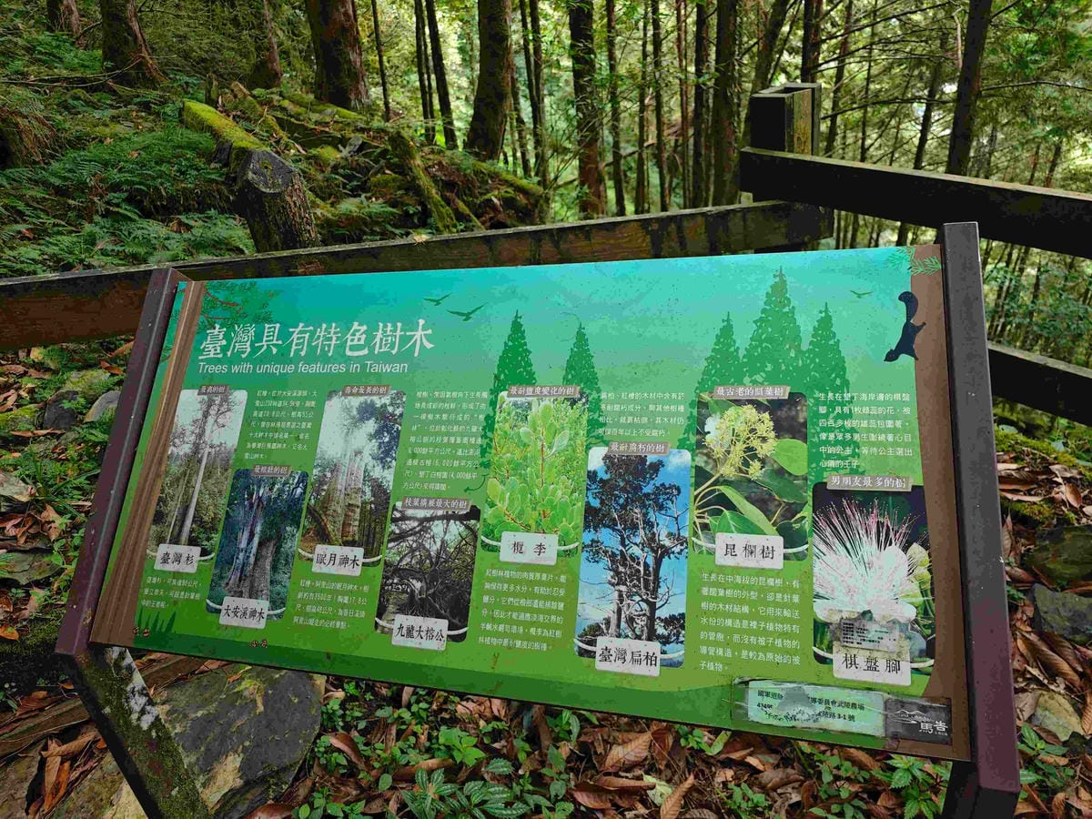 檜木的故鄉~棲蘭馬告神木園區 (42).jpg 檜木的故鄉~棲蘭馬告神木園區 (42).jpg