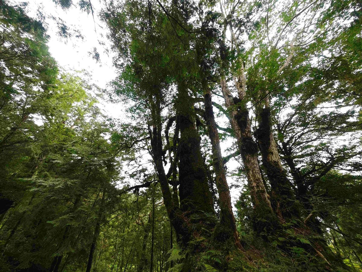 檜木的故鄉~棲蘭馬告神木園區 (25).jpg 檜木的故鄉~棲蘭馬告神木園區 (25).jpg