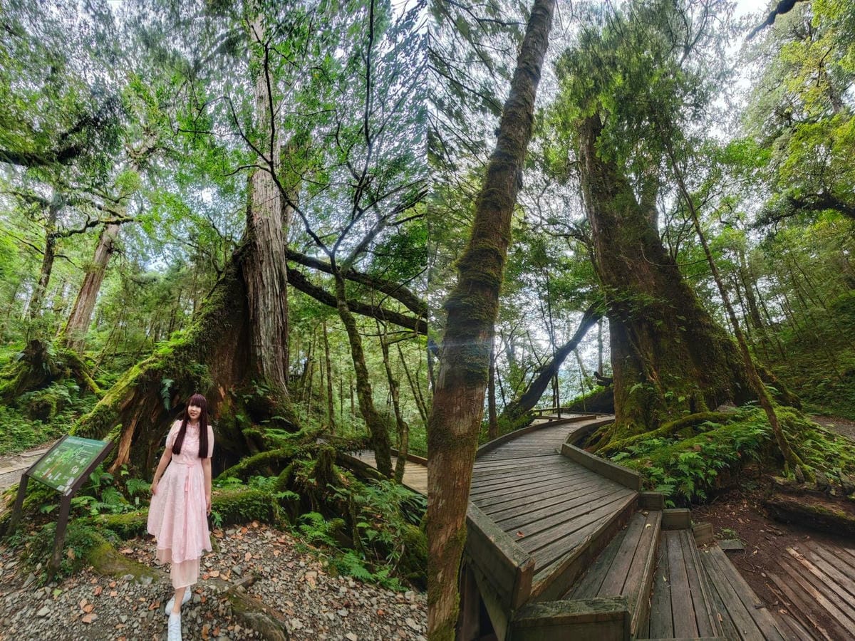 檜木的故鄉~棲蘭馬告神木園區 (35).jpg 檜木的故鄉~棲蘭馬告神木園區 (35).jpg