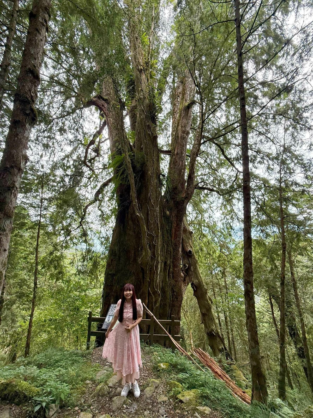 檜木的故鄉~棲蘭馬告神木園區 (2).jpg 檜木的故鄉~棲蘭馬告神木園區 (2).jpg