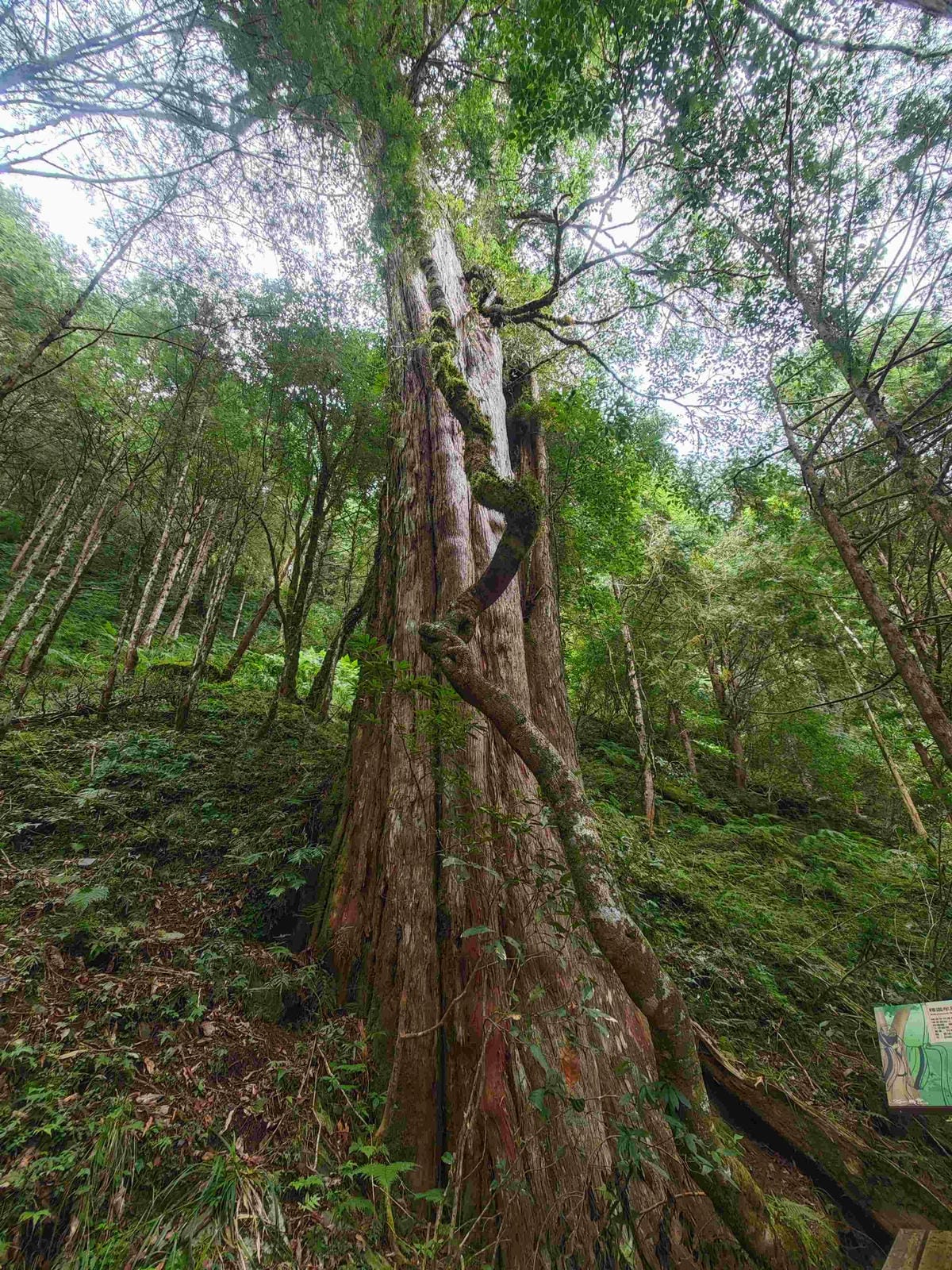 檜木的故鄉~棲蘭馬告神木園區 (54).jpg 檜木的故鄉~棲蘭馬告神木園區 (54).jpg