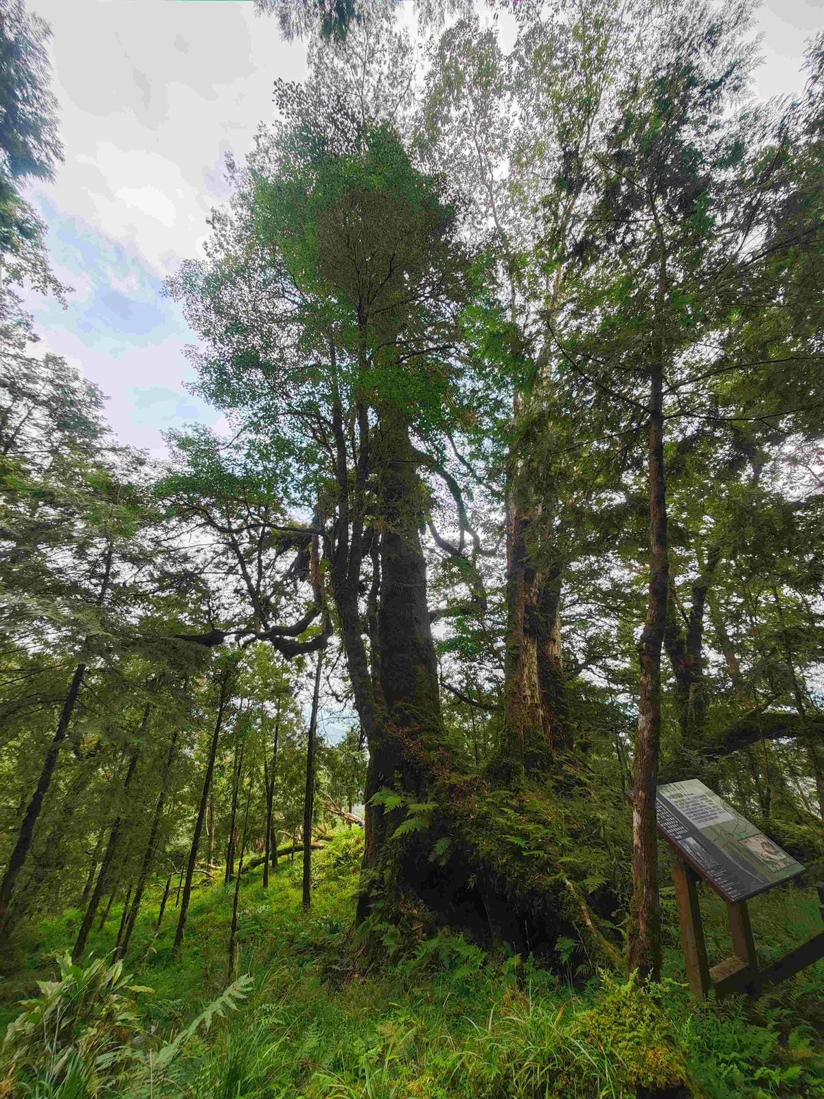 檜木的故鄉~棲蘭馬告神木園區 (24).jpg 檜木的故鄉~棲蘭馬告神木園區 (24).jpg