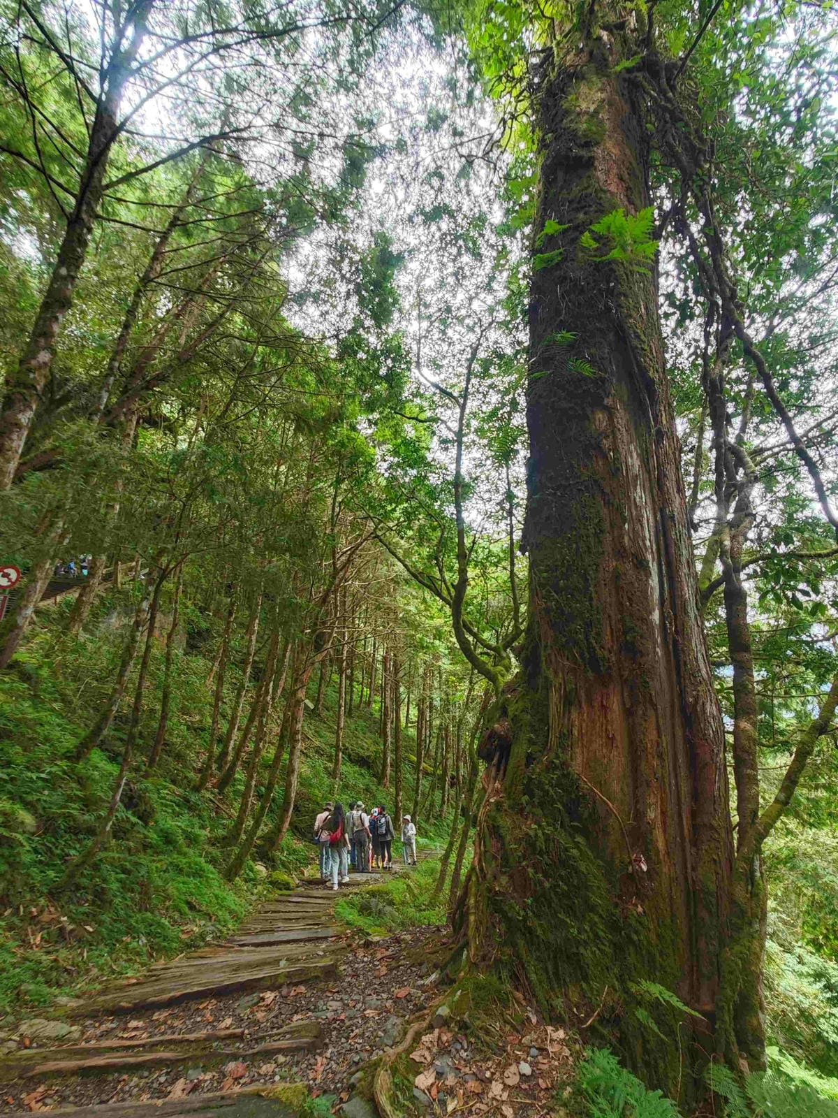 檜木的故鄉~棲蘭馬告神木園區 (43).jpg 檜木的故鄉~棲蘭馬告神木園區 (43).jpg