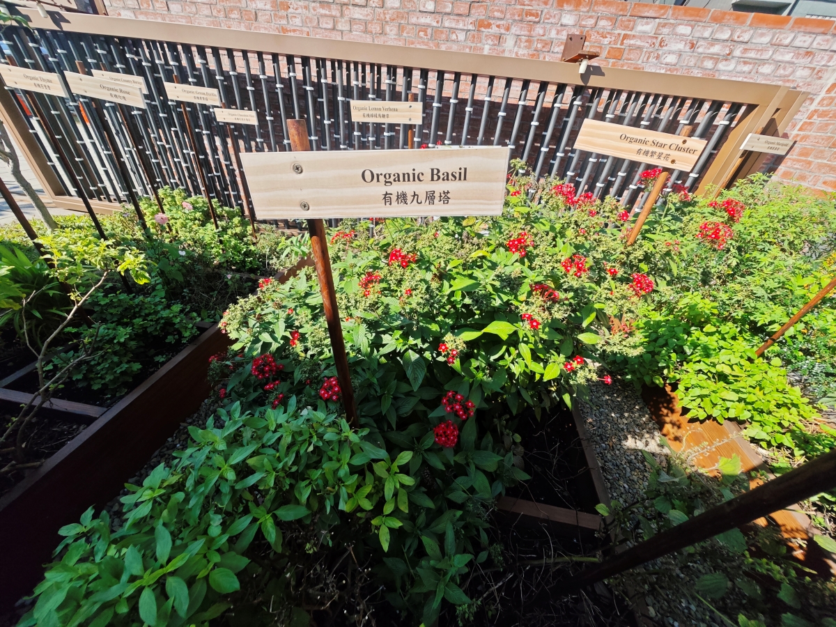 蕃薯藤自然食堂（食寓）-穿越時光的饗宴：在平鎮百年日式老屋，找回味蕾的純粹感動